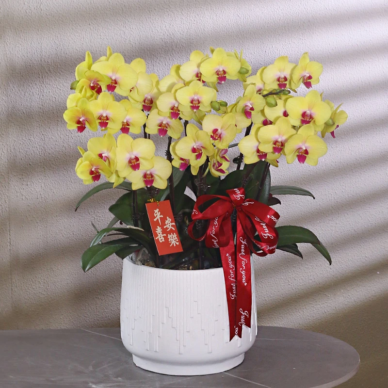 蝴蝶兰【金孔雀】带花带盆组好伴手礼送礼茶桌婚礼客厅美化装饰