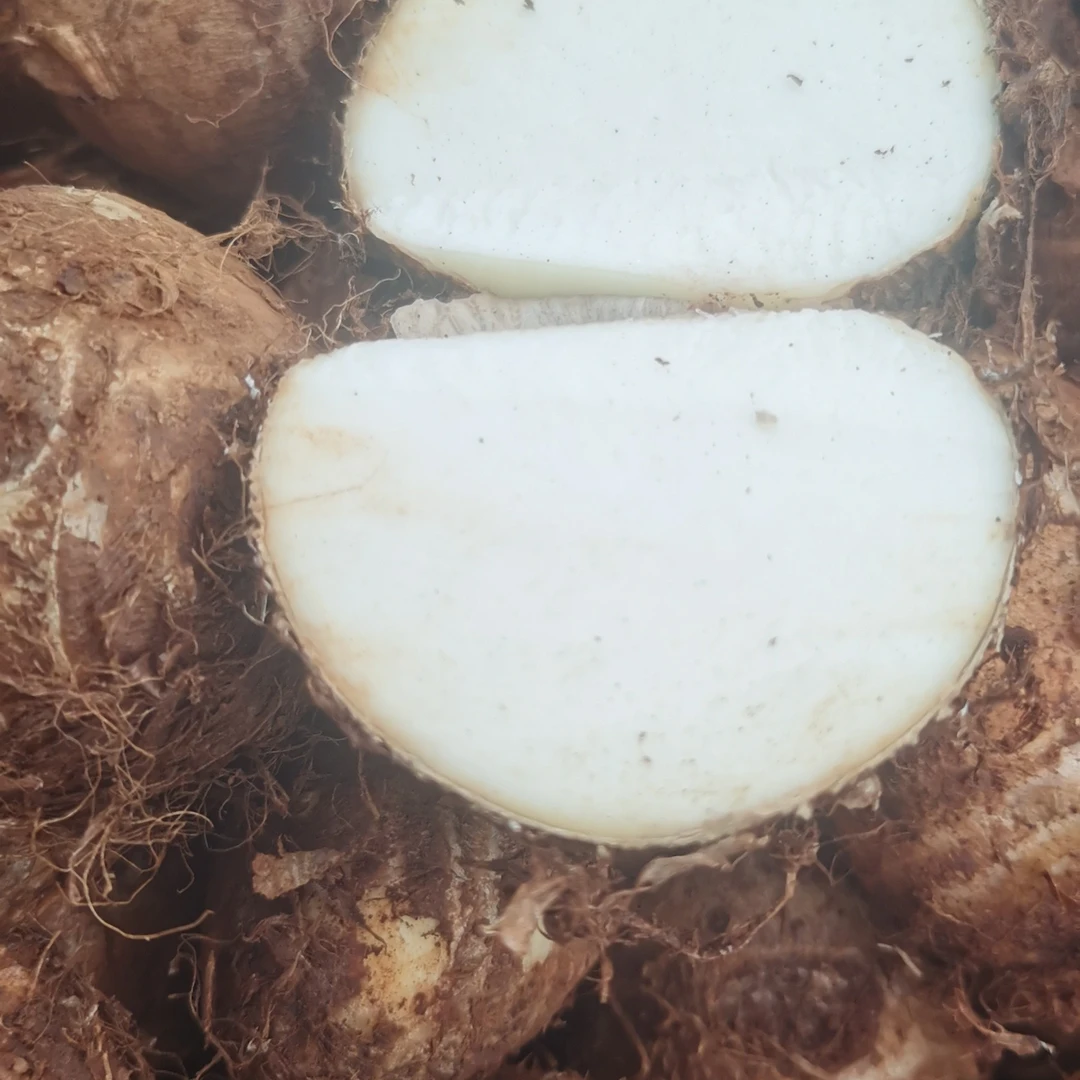 新鲜现挖芋头小芋头软糯粉香芋艿农家自种当季蔬菜