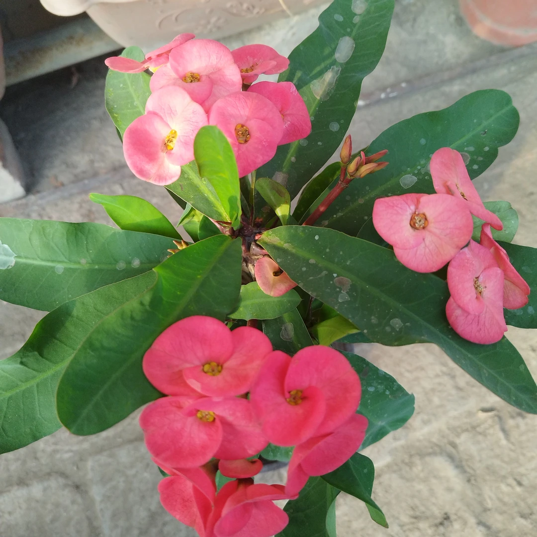 虎刺梅一盆包邮到家