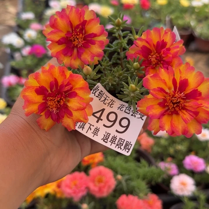 无花朵499火焰超小苗盆口10cm