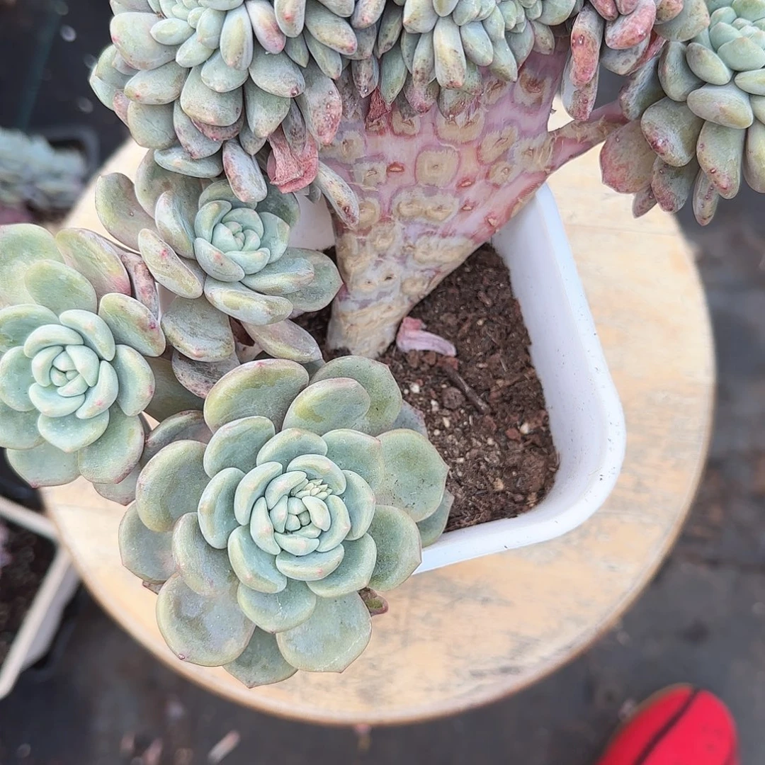 安***儿你是我老婆最喜爱他还是