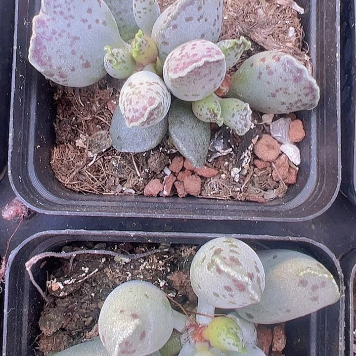 海豹精品多肉植物大战僵尸