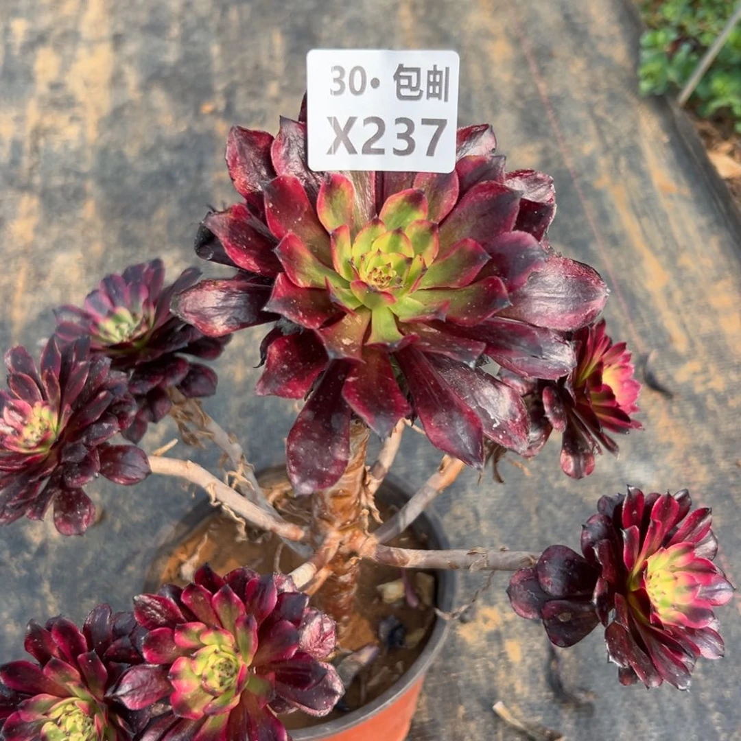 237 美姬，多肉法师