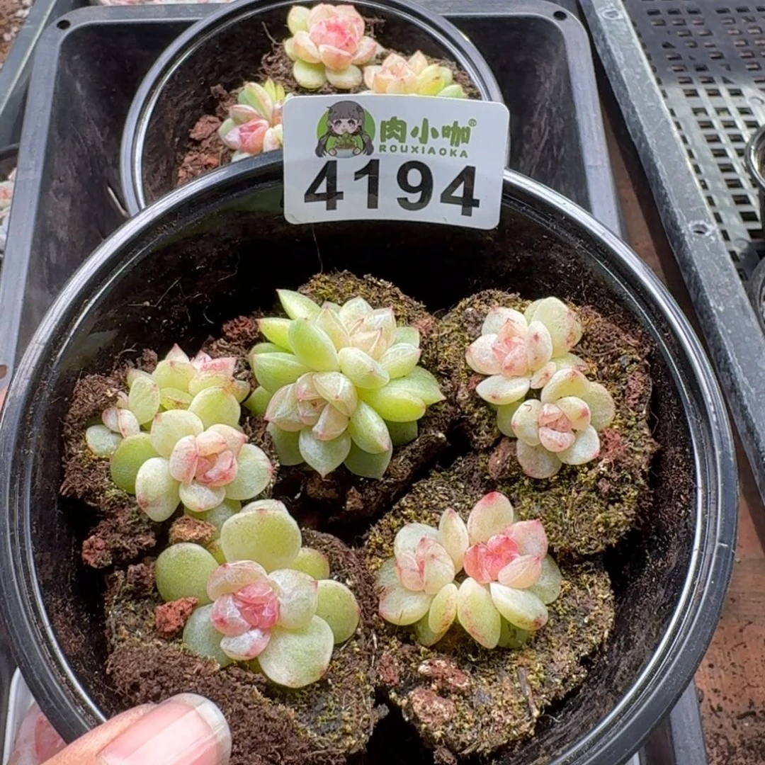 蓝***️多肉植物多肉植物