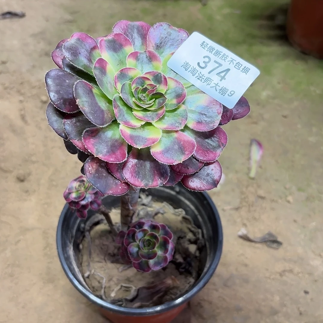 风***虹374花蝴蝶多肉植物法师
