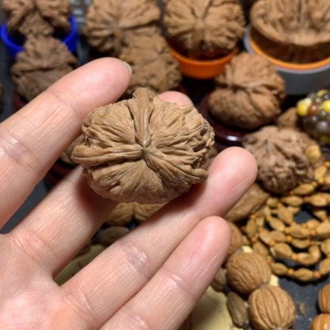 核桃?**蝶白狮子三棱