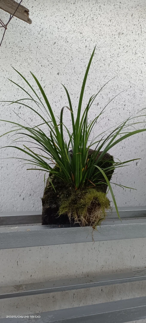 新鲜石菖蒲小型水培土培盆栽绿植室内外吊兰韭菜造景耐冬