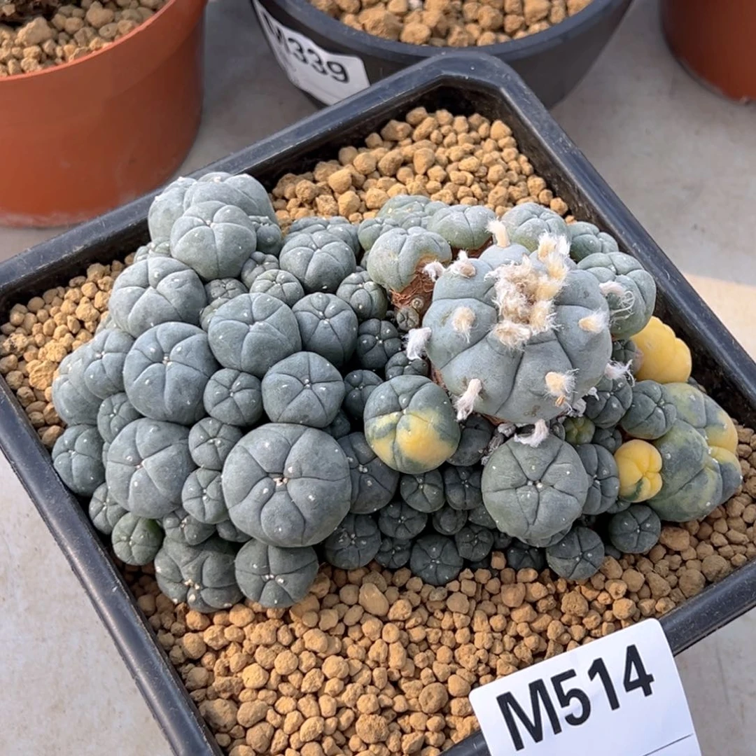 m514超大wu锦裙白皮肤