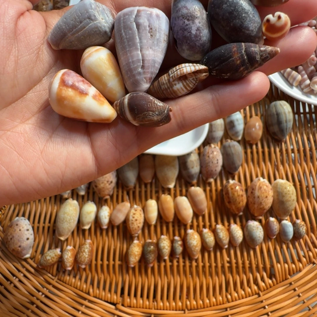 瑕疵贝壳混搭一物一拍