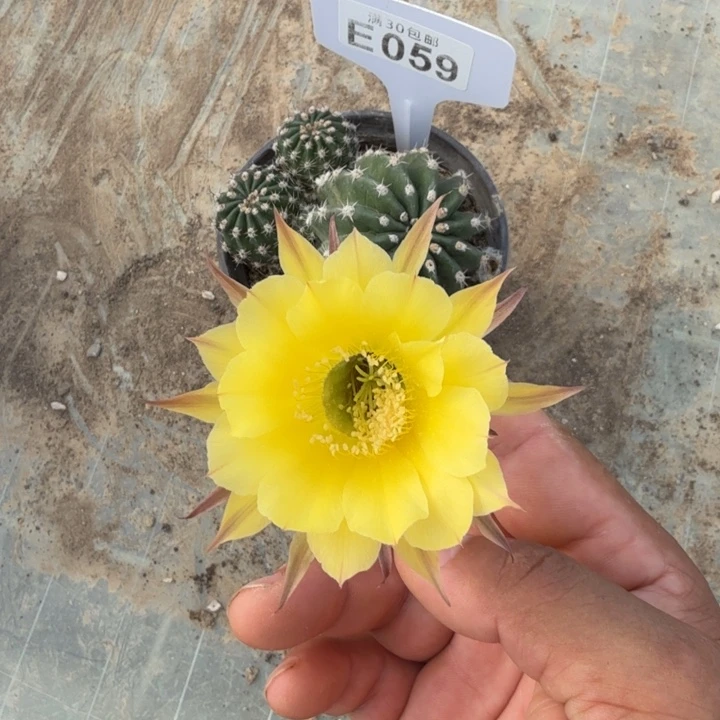 彩草一物一拍E059