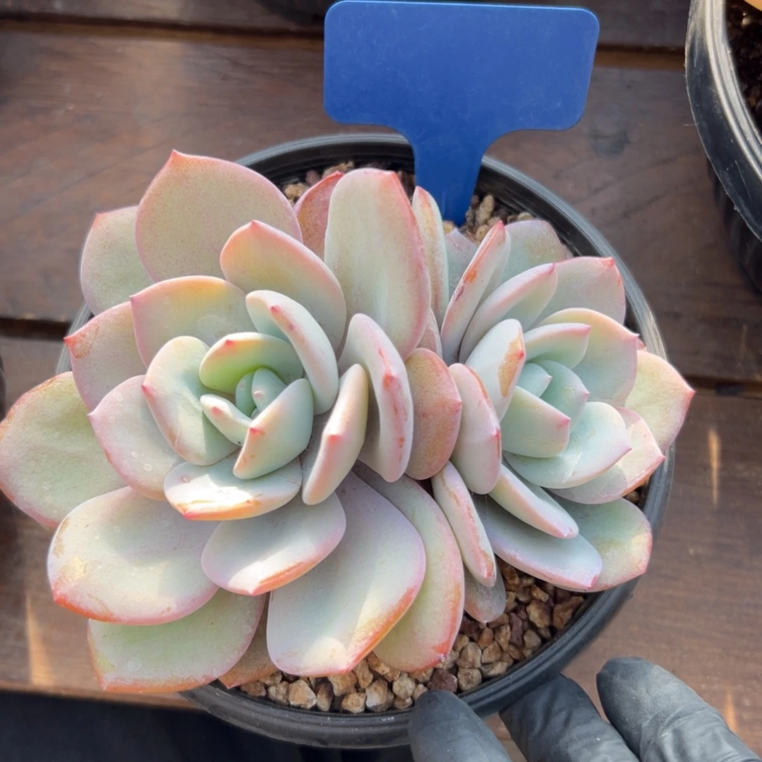 特价奶茶1111111111111