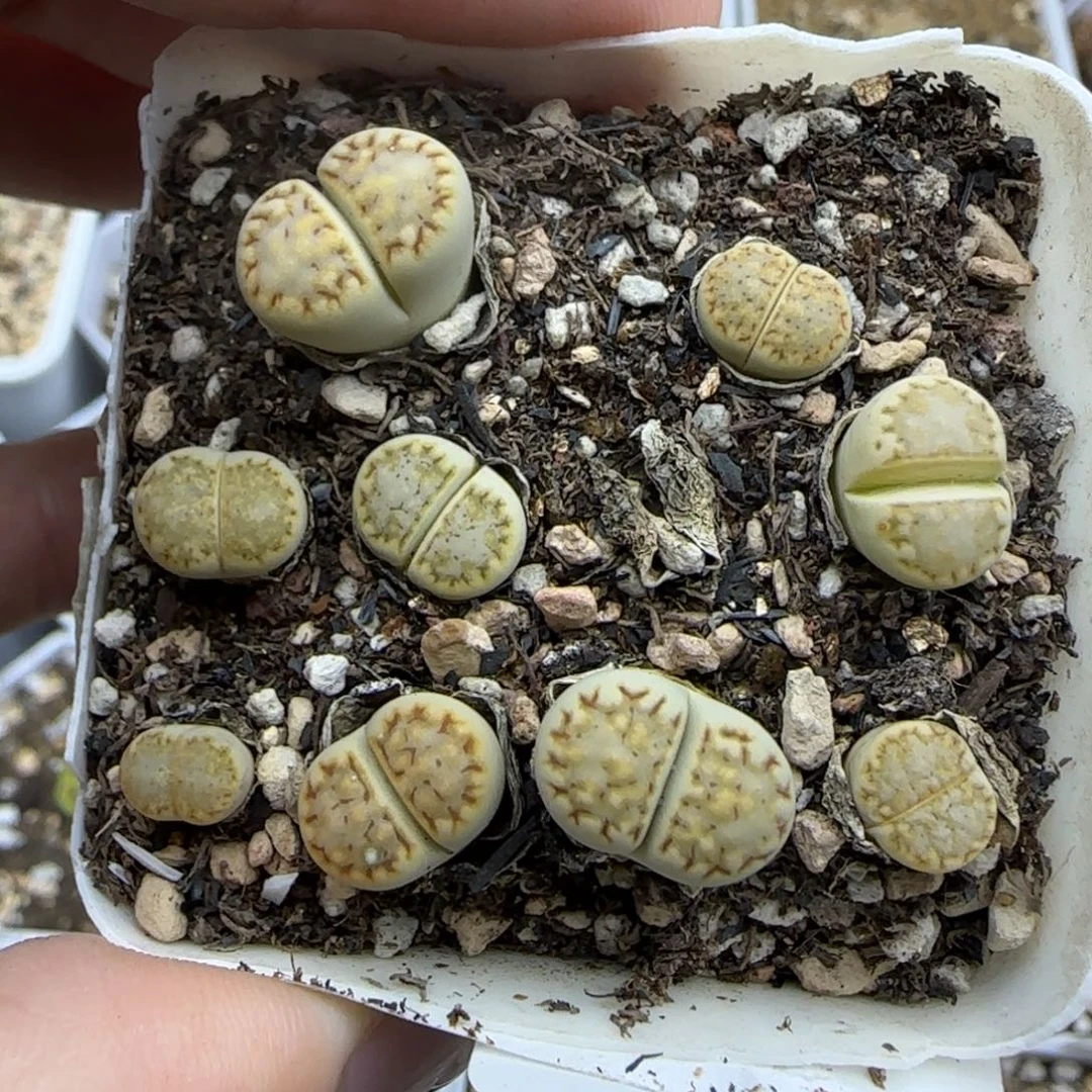 一盒黄绿饼干福利大棚直播