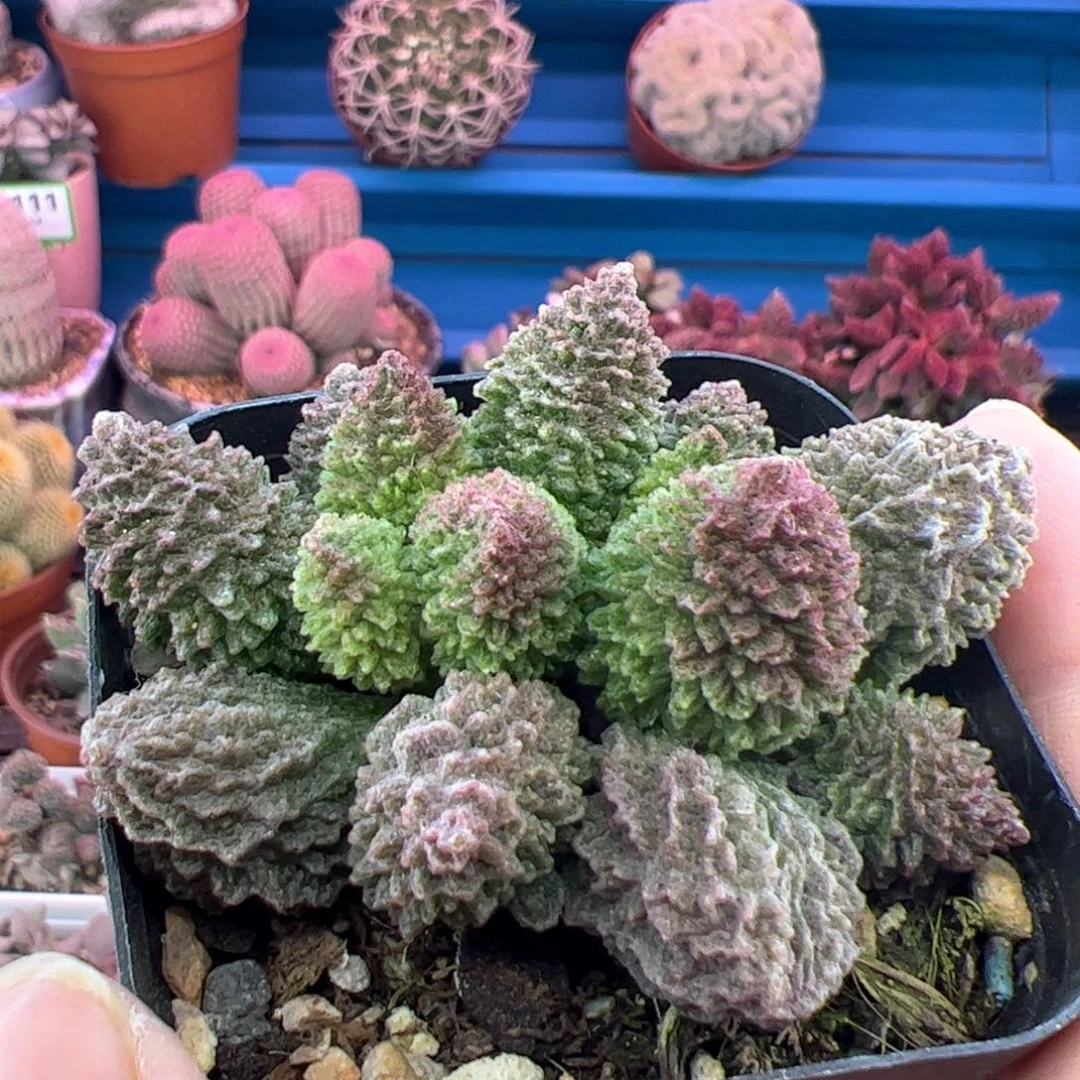 用****5朱紫玉。