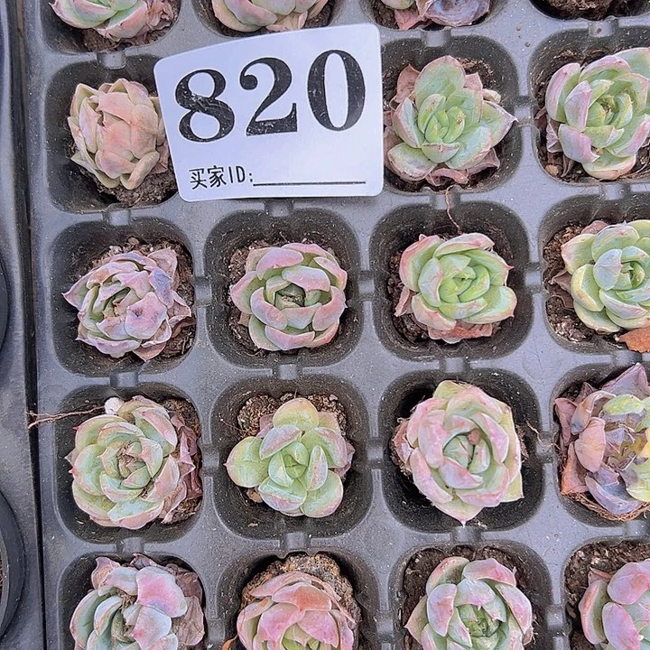 820穴盘北边架子19包邮