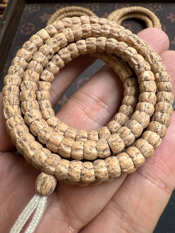 热振柏香籽小角度大肠多棱纹尺寸6.2mm密度足