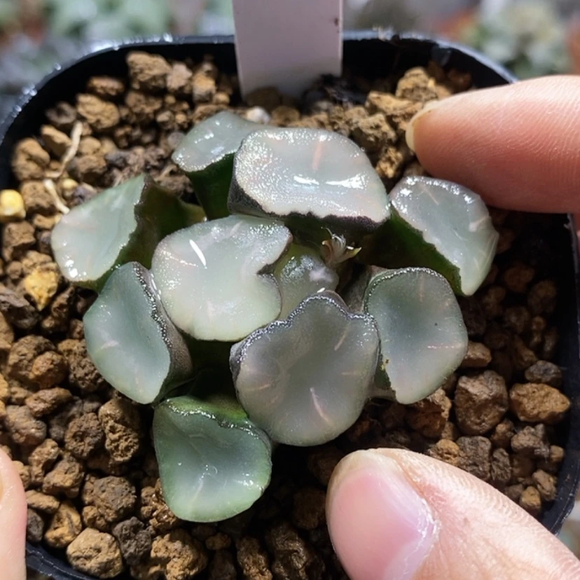 【闪购商品】492空门