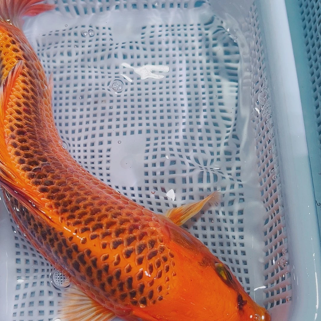 锦鲤锦鲤冷水鱼观赏鱼105