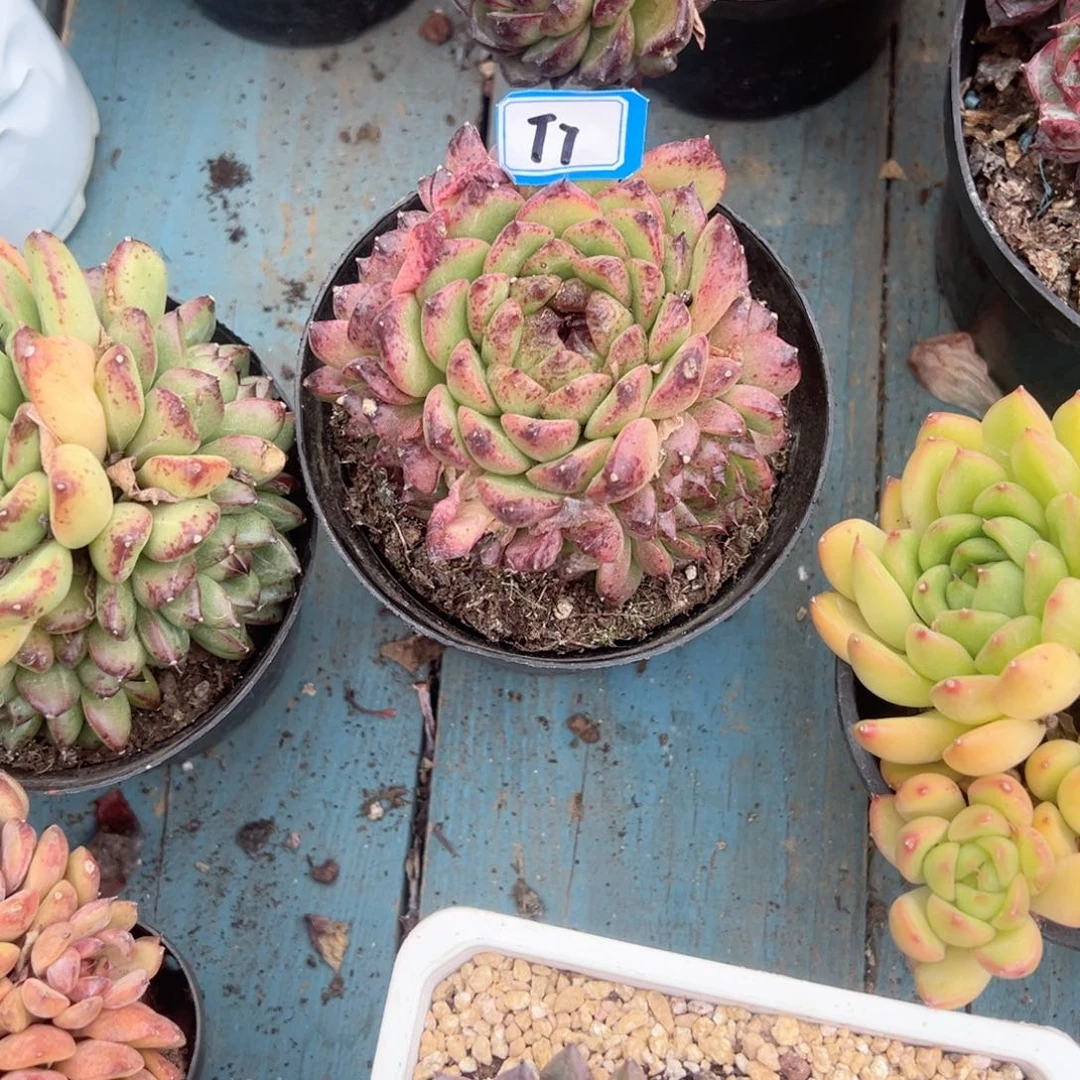 ༺***༻精品多肉植物老桩T7