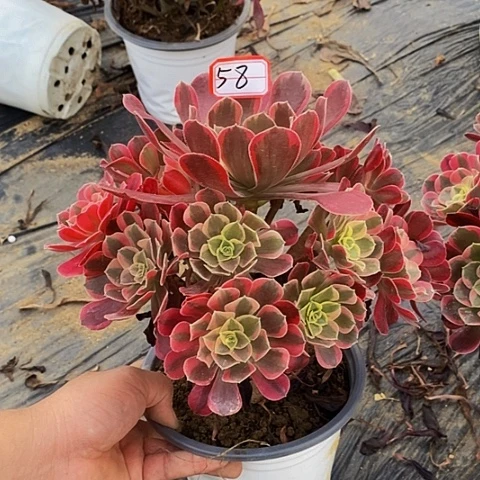凤冠老桩捧花法师58号