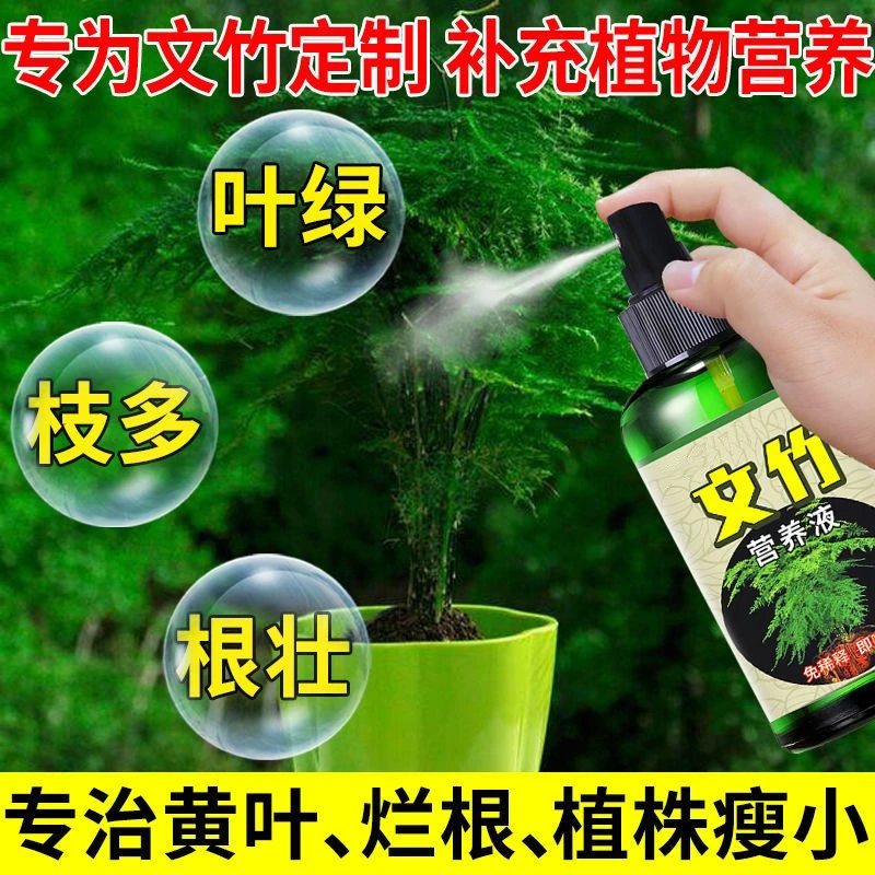 文竹黄叶怎么办专用营养液根部腐烂枝叶黄脱落一喷绿肥料