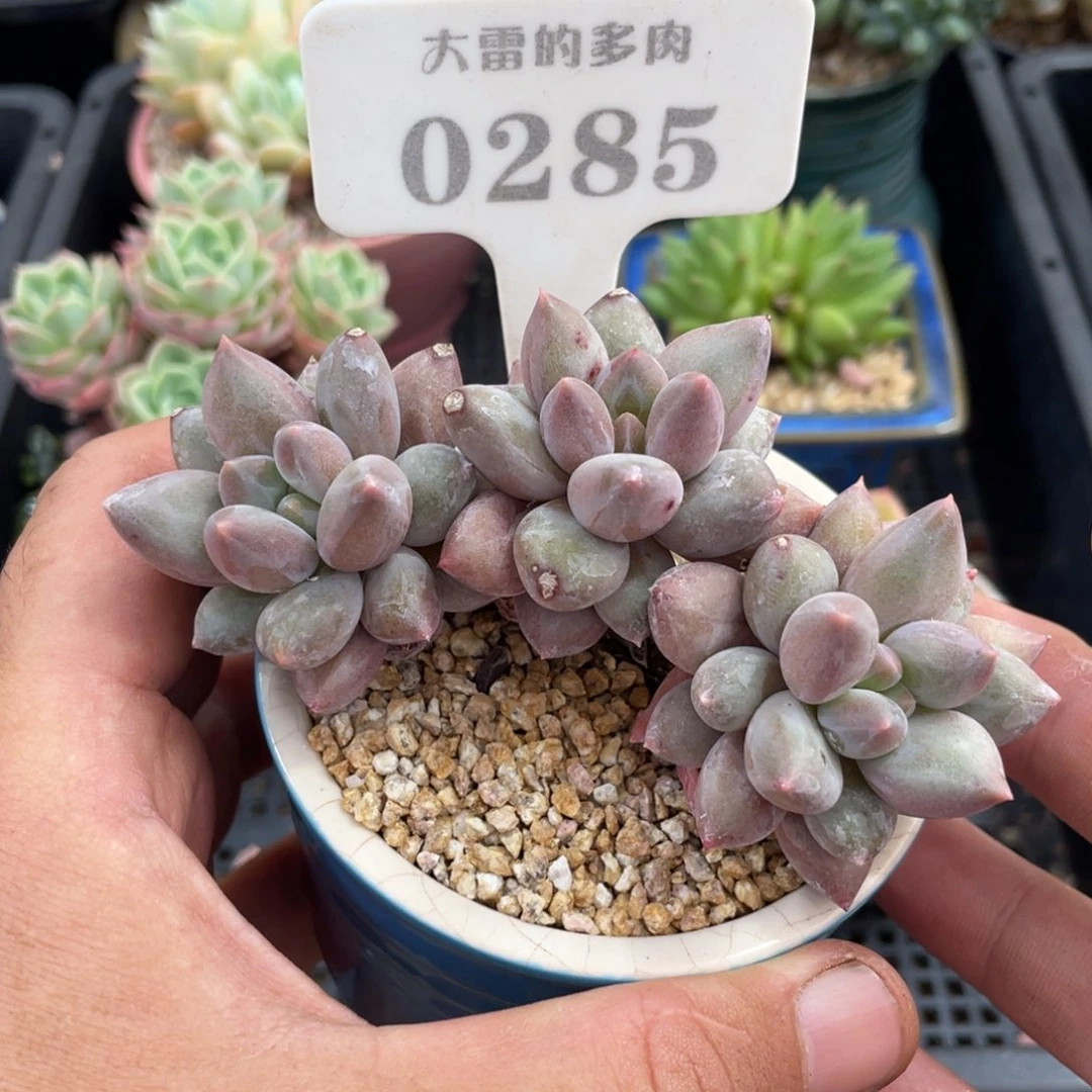 0285红蜻蜓不带盆18厘米