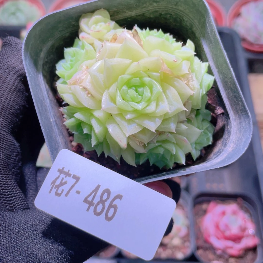 花利美7-486白天鹅