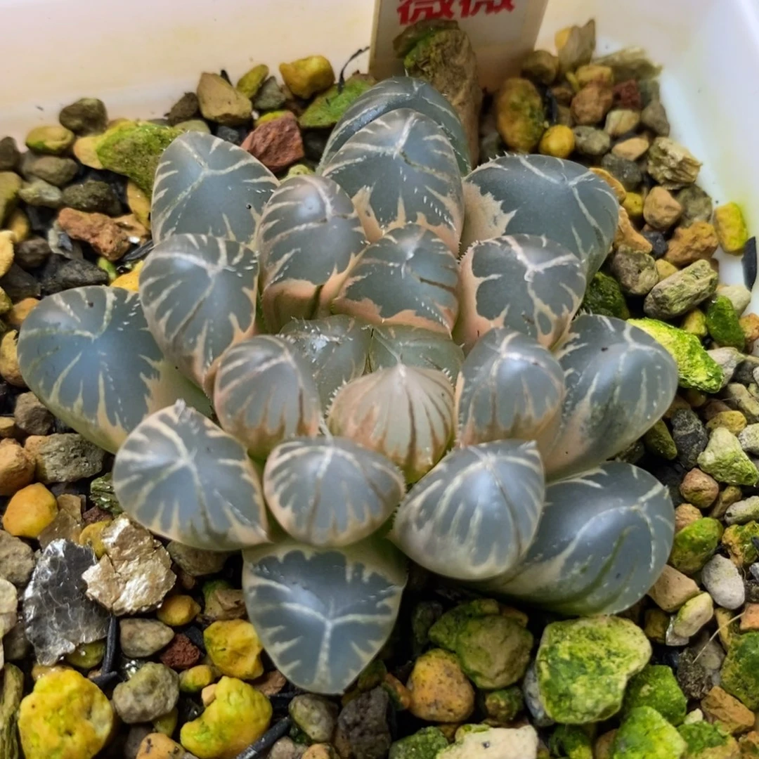 230糊斑龙珠玉露一物一拍锦