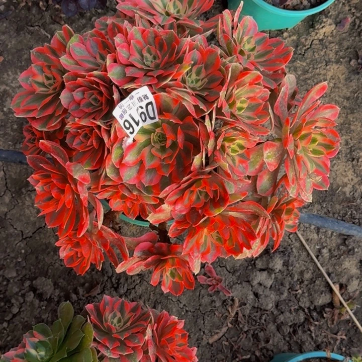 女妖花30-45包邮花花