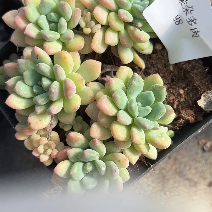闪购98呀呀呀呀呀呀呀