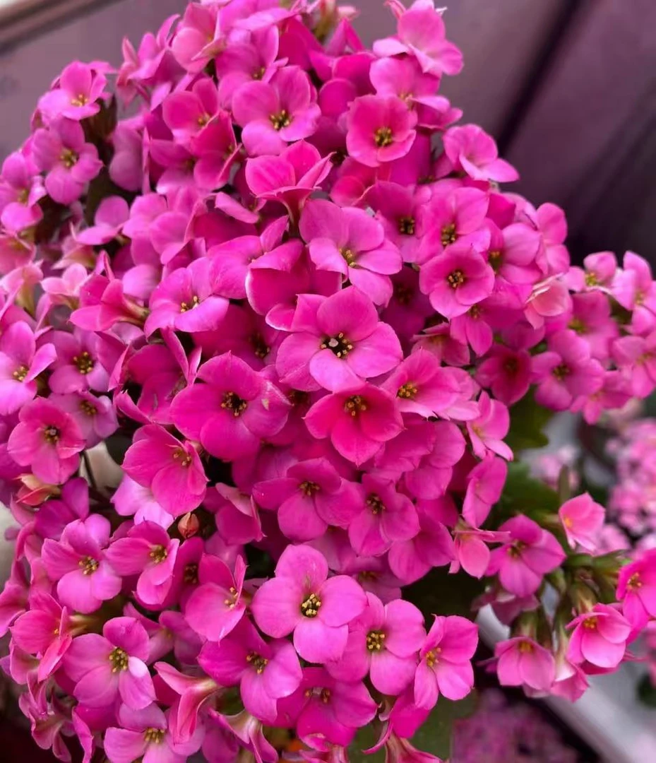 妮娜【130盆】单瓣长寿花带花苞美观鲜花盆栽室内阳台好养懒人