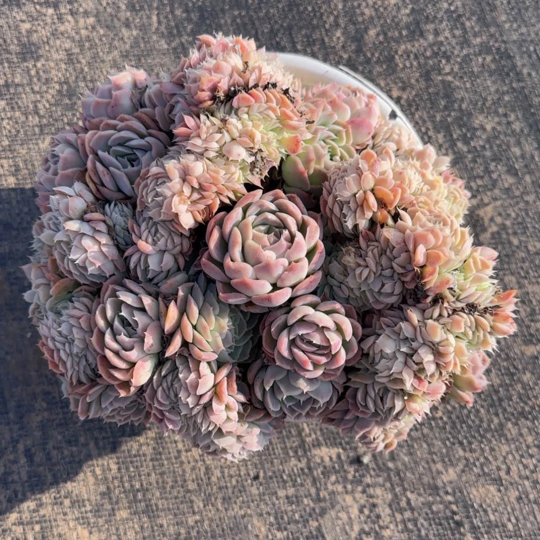 要我给你们打电了嘛亲爱得