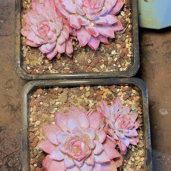 雪***麻他家都会送她回村里吃点