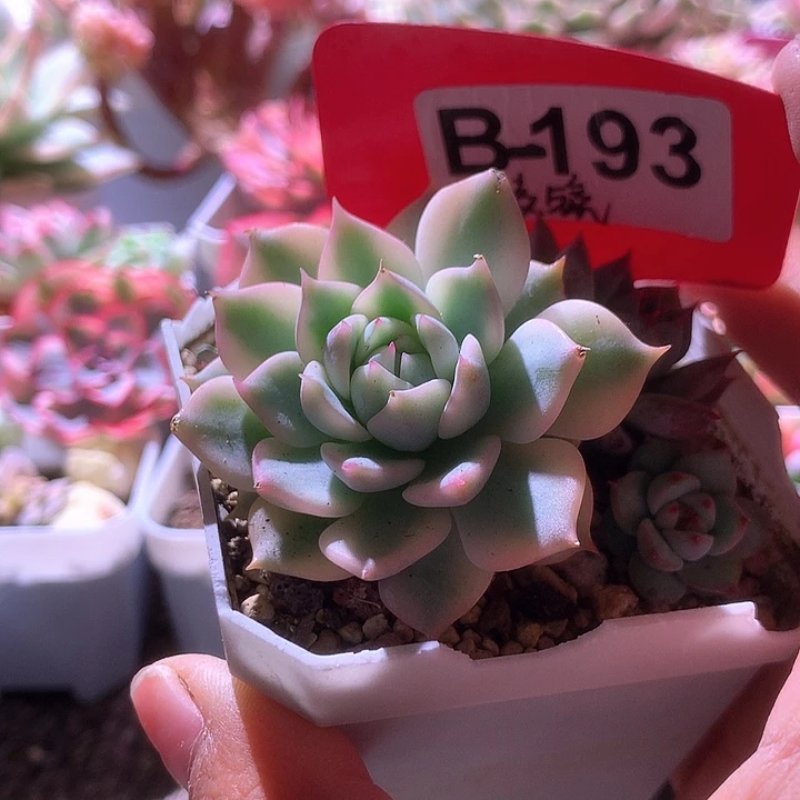 棱镜覆轮锦有根有根