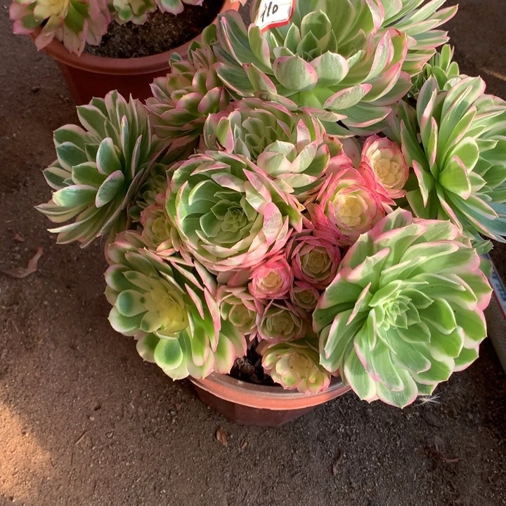 琳***琳不包损910号海王老桩