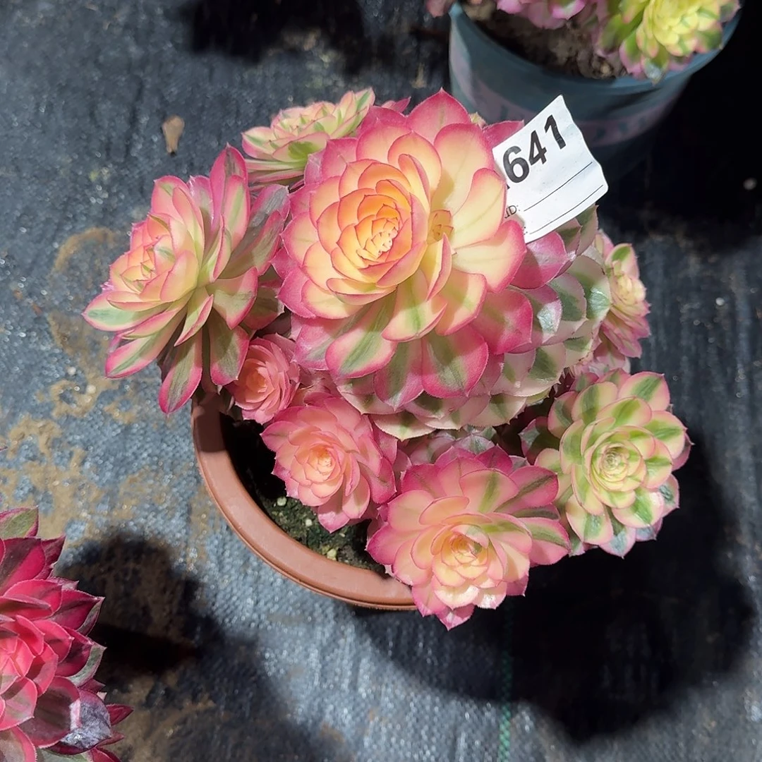 倾城多肉法师a641