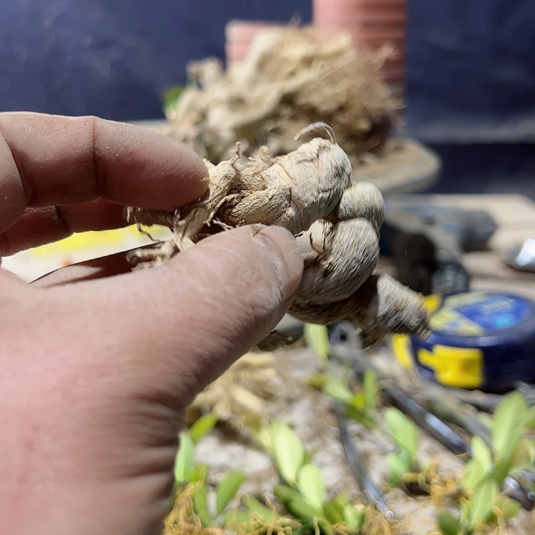 禹趣味把玩diy小苗