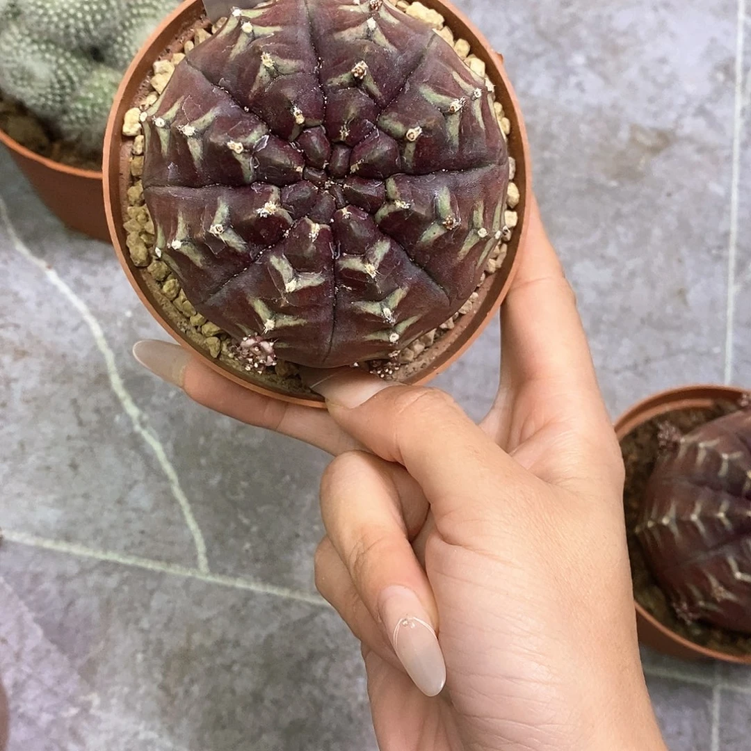 宅***女一物一拍一棵仙人球