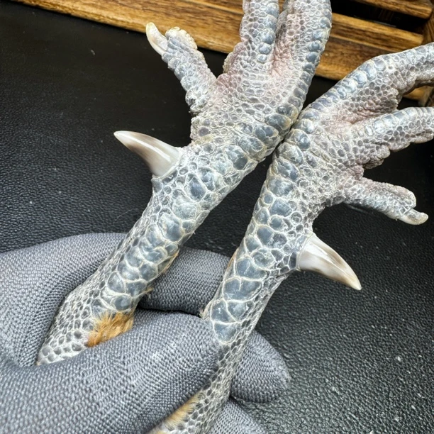 文玩鸡爪骨手把件（一对 处理好十天左右发货）