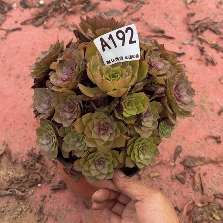 桃花石多肉植物192.