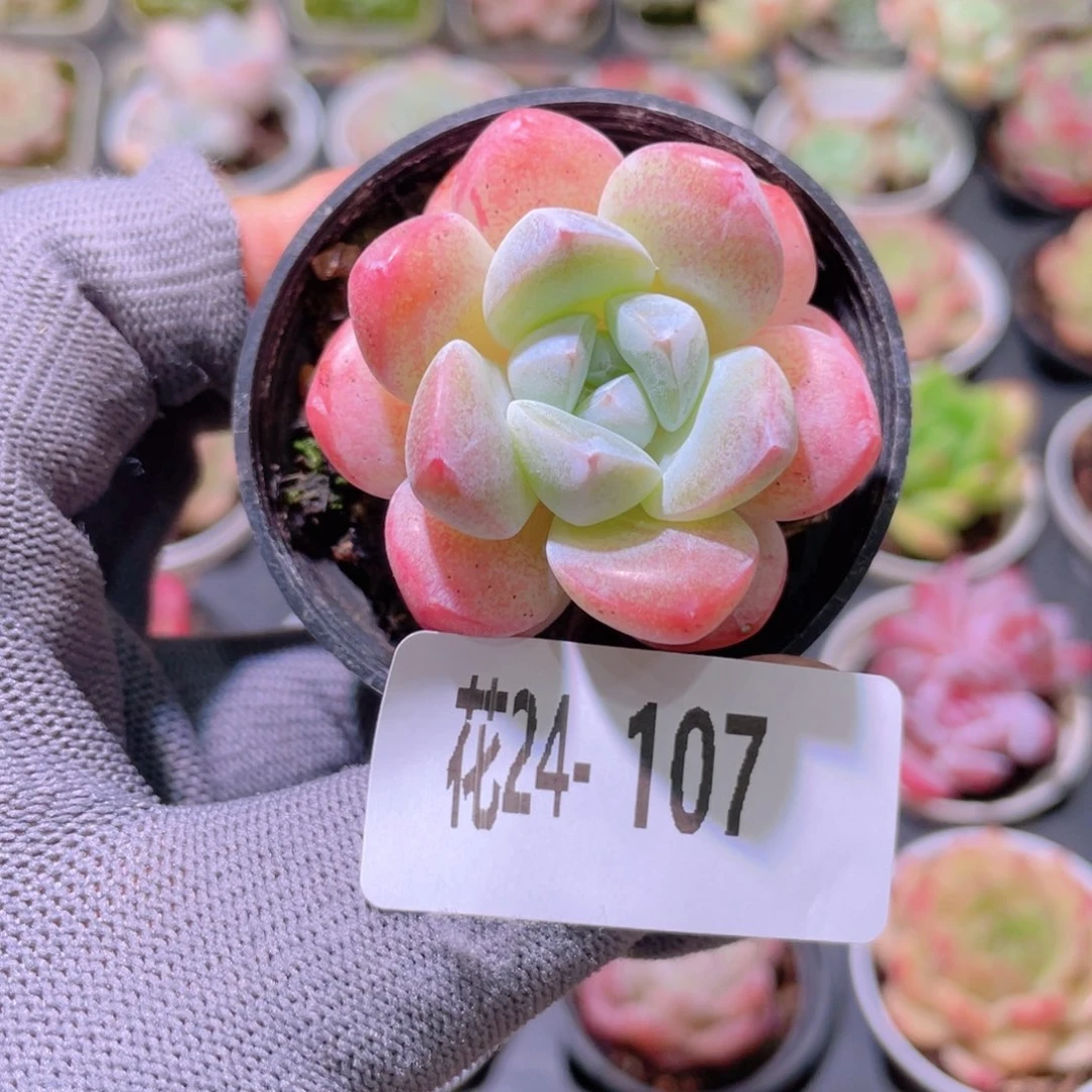 花利美24- 107皓月