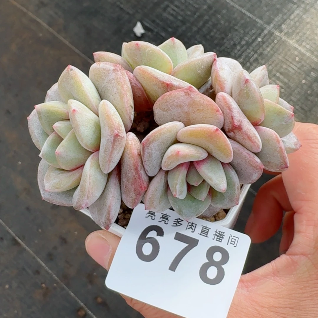 德国香槟四头      愿你一路坦途，乘风破浪展宏图