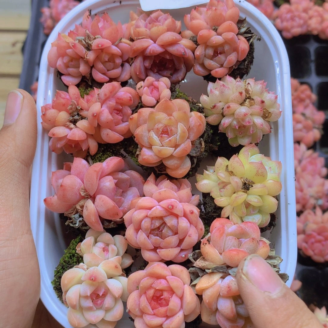 我要睡觉啦晚安了晚安030