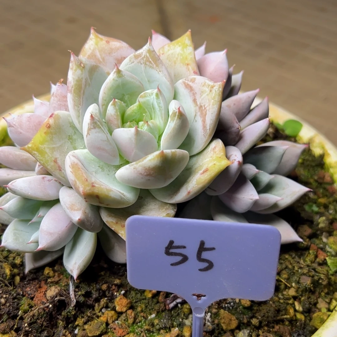 白***黑55号绿体祖母绿多肉植物35