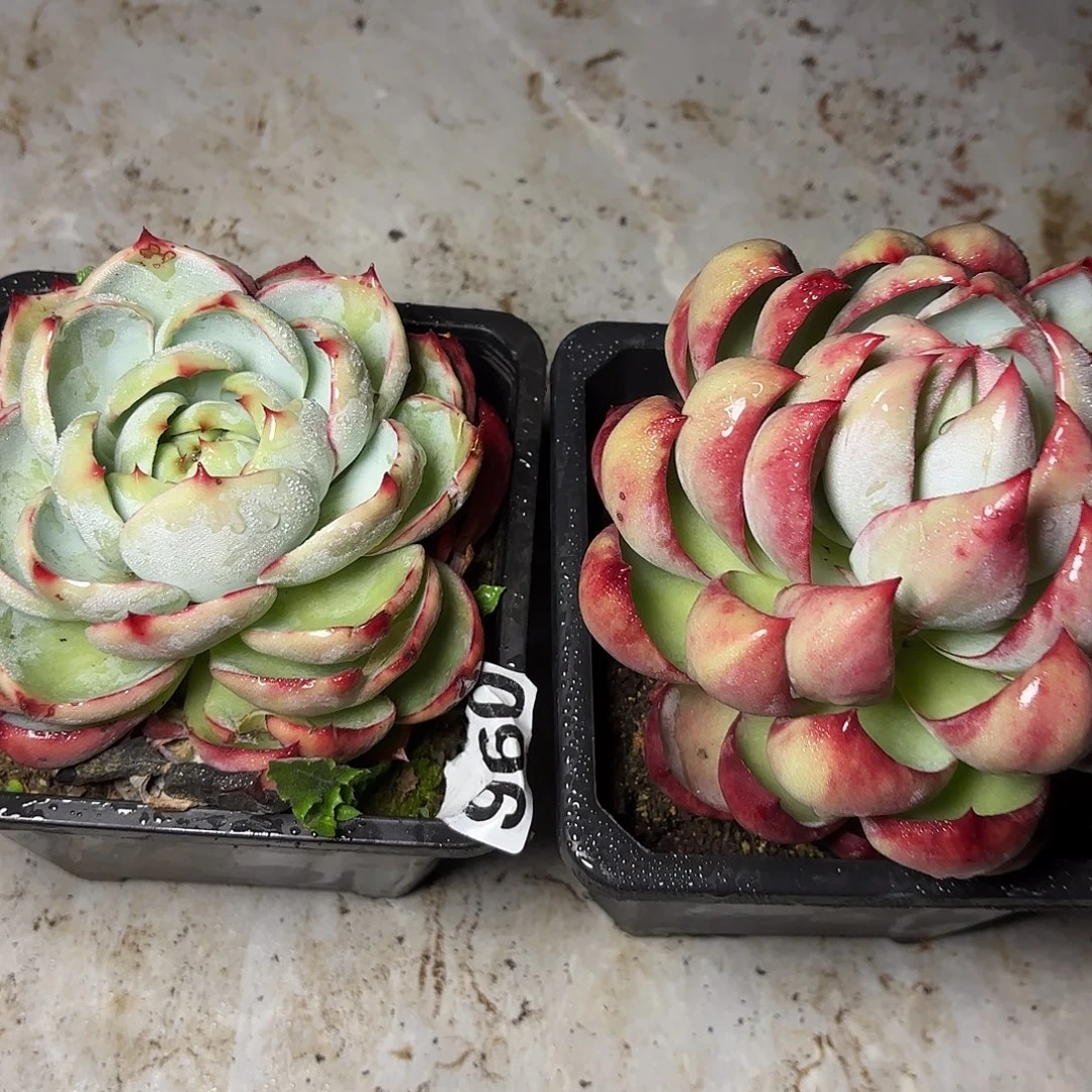 遇***有096惊鸿两颗包邮包邮