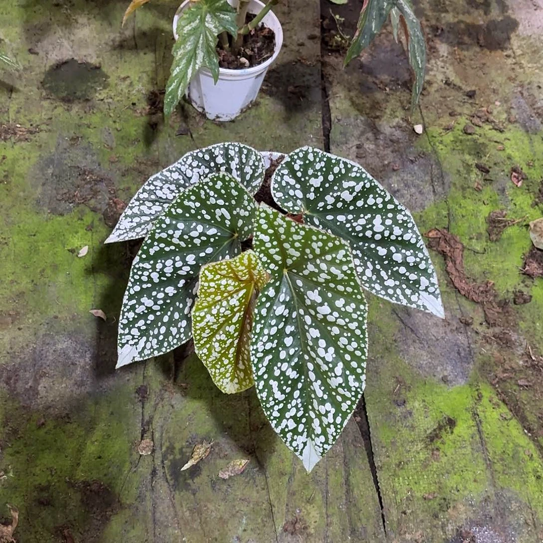 完全开放富士山秋海棠