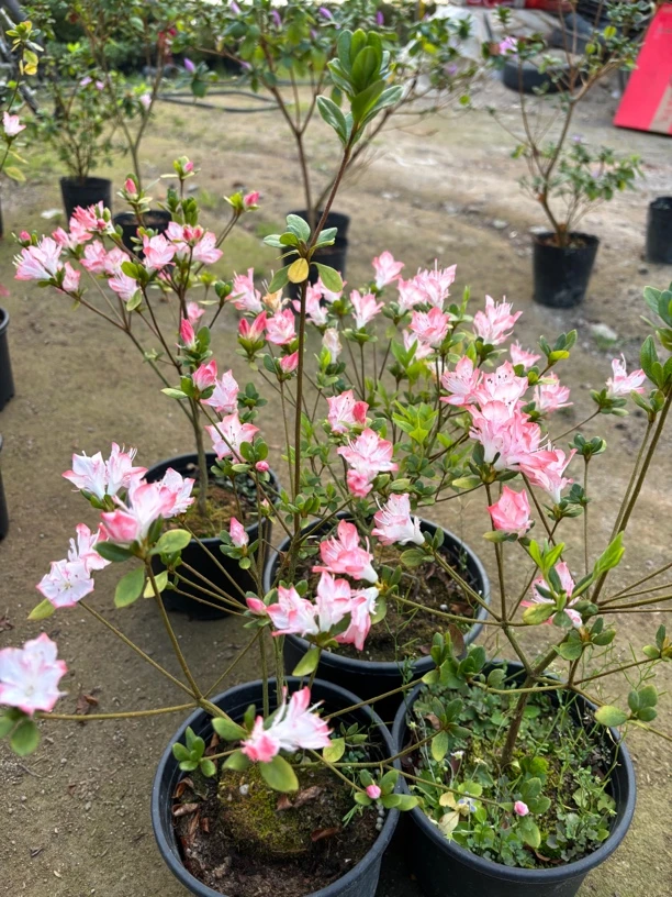 红妆素裹，春鹃久留米系列，稀有品种