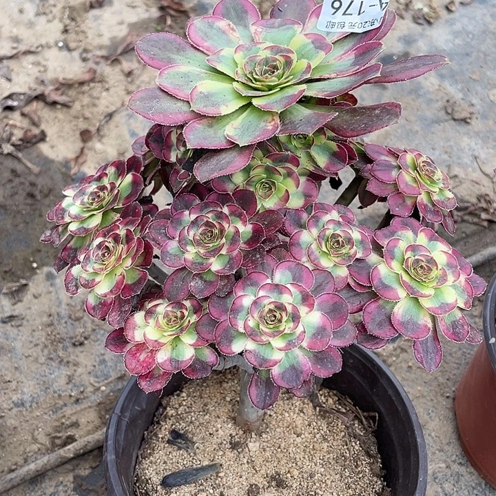 176冰淇淋多肉植物法师