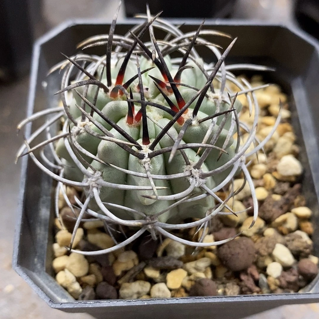 实生  白肌素妆玉3.5公分左右一物一拍