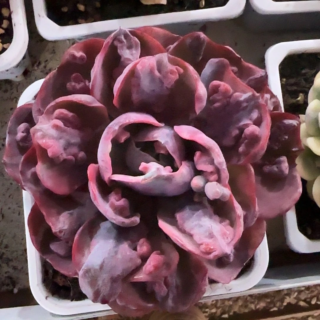 心之约锦多肉植物