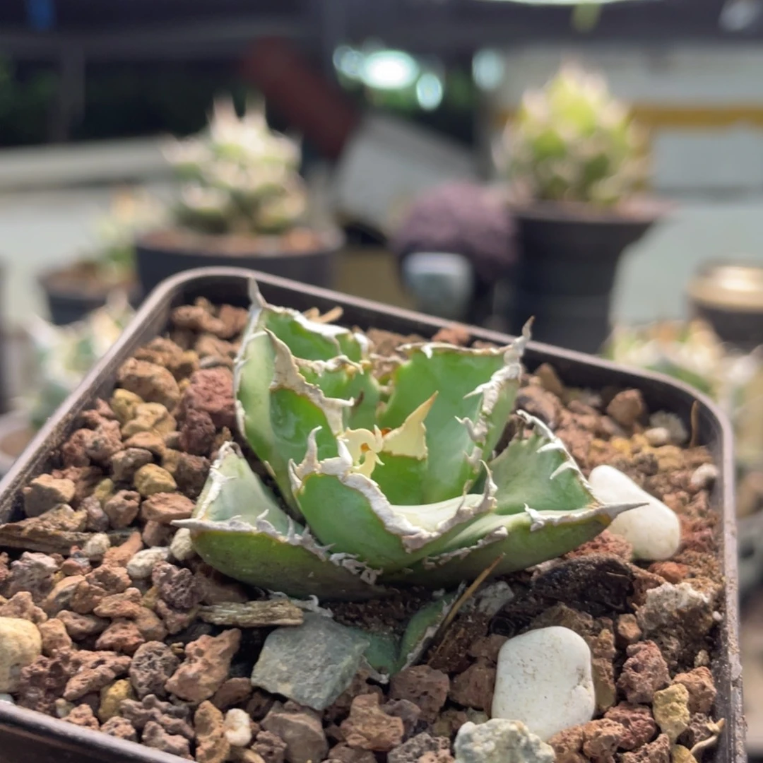 清樱顶芽有根888888